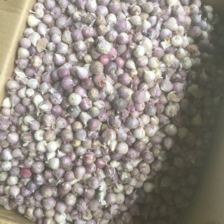 1kg tỏi cô đơn sơn la