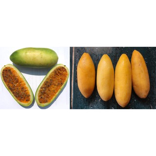 Hạt giống Chanh leo chuối