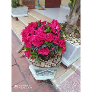 Cây hoa đỗ quyên ít lá nhiều nụ, nhiều hoa (như hình cuối) - Theo dõi shop để được áp mã giảm giá và nhận ưu đãi