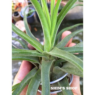 Cây Không Khí Streptophylla