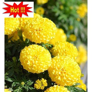 Hạt giống hoa Vạn thọ mỹ mix (50 hạt)