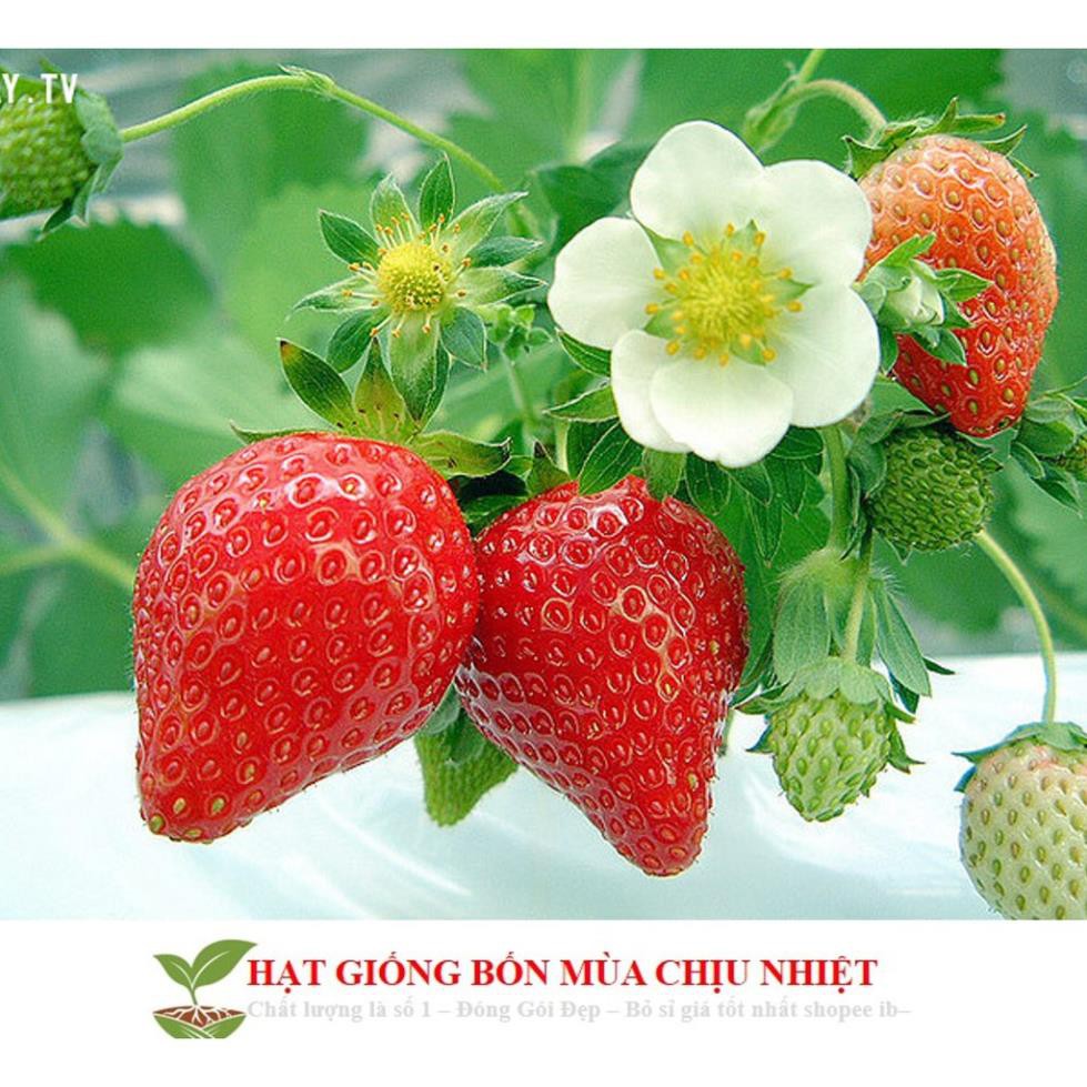 Gói 50 Hạt giống Dâu Tây Quả To, Chịu nhiệt (Tặng gói kích mầm, kèm hướng dẫn gieo) free ship toàn quốc hạt giống hoa