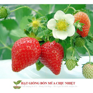 Gói 50 Hạt giống Dâu Tây Quả To, Chịu nhiệt (Tặng gói kích mầm, kèm hướng dẫn gieo) free ship toàn quốc hạt giống hoa