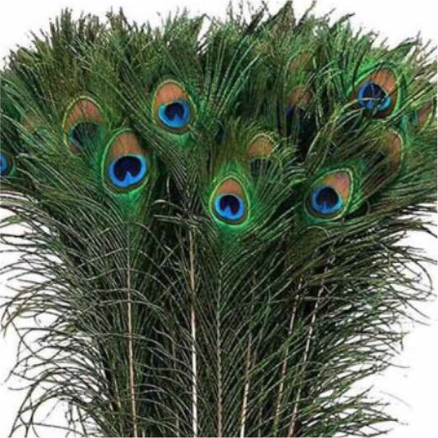 Combo 100c lông công 80-90cm loại ĐẸP cho khách sỉ