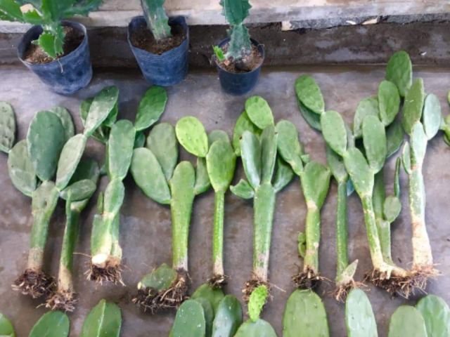 Xương rồng tai thỏ 60-80cm