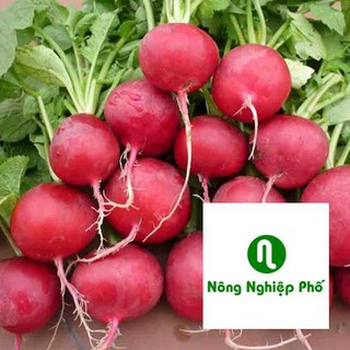 Gói 200 hạt giống củ cải đỏ F1 PHUNONG