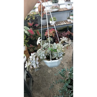 Sen đá đá ma thụ chậu size 30-35 cm