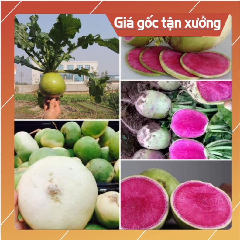 300H - Hạt giống Củ Cải Ruột Dưa