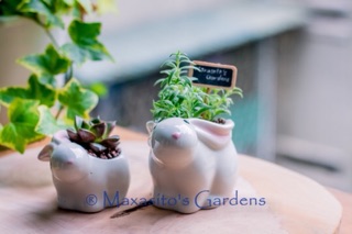 Chậu cây mini