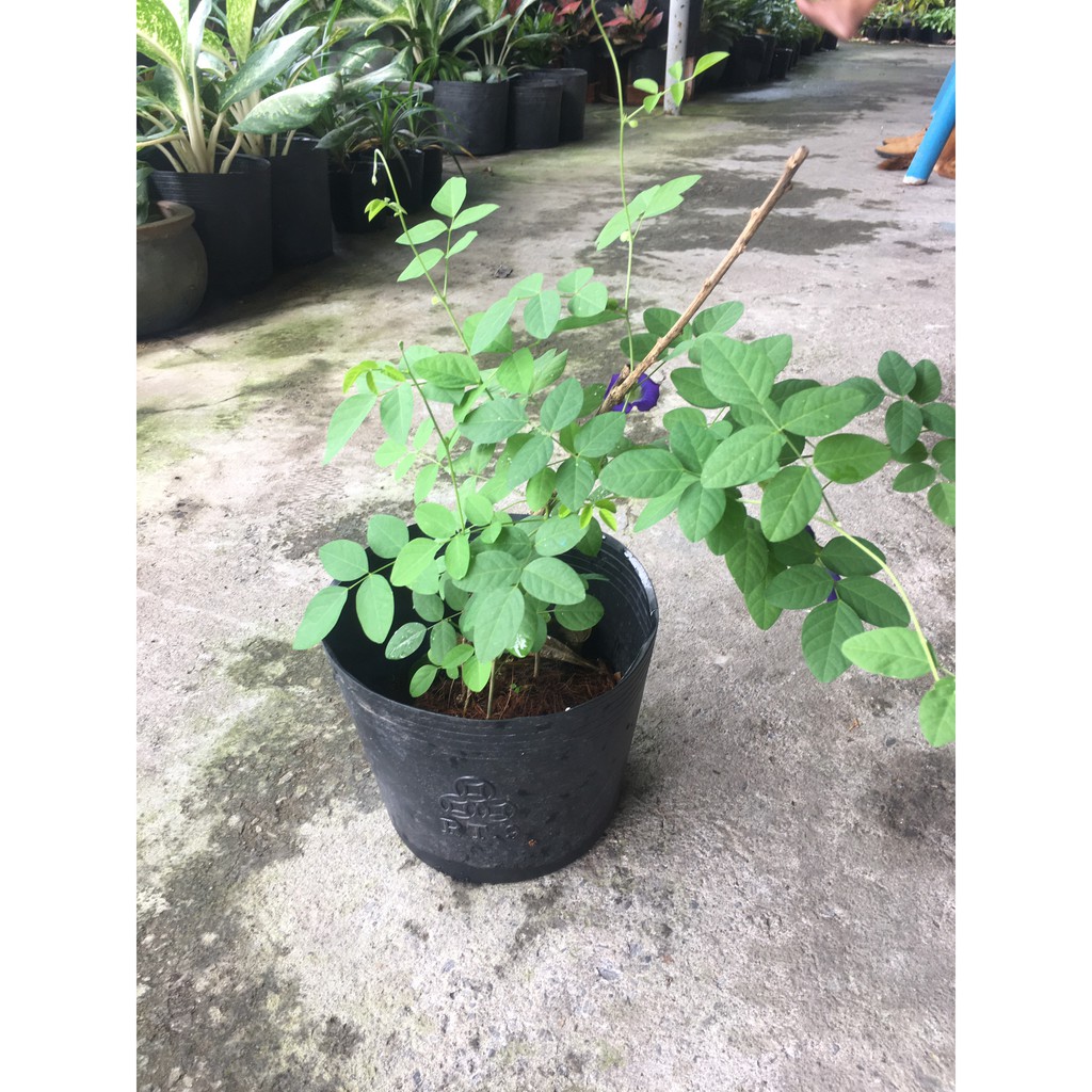 Cây đậu biếc