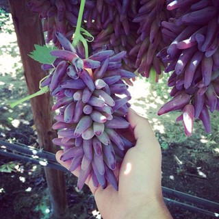 Cây Nho Phù Thủy Halloween (Witch Finger)
