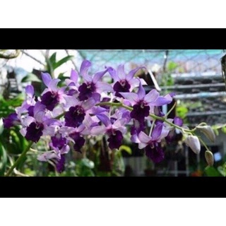 Denro bò blue cây tơ mập đẹp