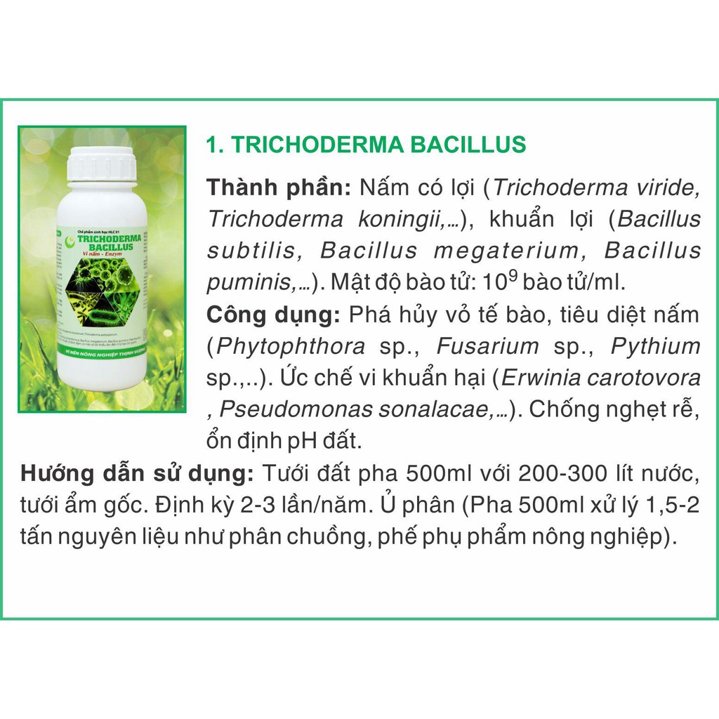 Vi nấm đối kháng TRICHODERMA BACILLUS HLC