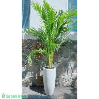 Chậu cây cau vàng lớn