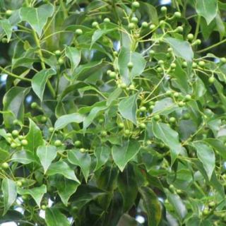 bầu Cây long não cao 50-100cm
