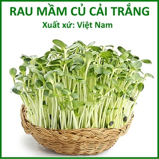 Hạt giống rau mầm củ cải trắng - Rau cải mầm trắng 100gr