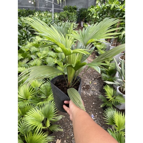Cây cọ nhật trang trí sân vườn cọ nhí