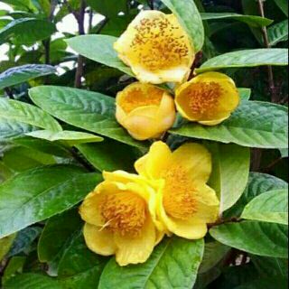 CÂY GIỐNG CHÈ HOA VÀNG LOẠI NHỚ