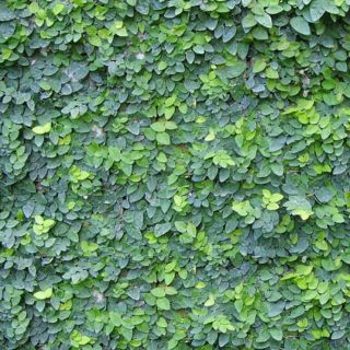 Cây 🌲 Thằn lằn ♌ leo tường...