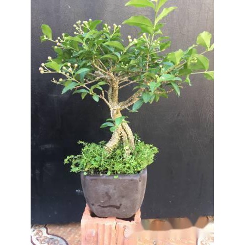 combo 2 bầu cây giống Hồng ngọc mai bonsai , cây giống gửi đi nguyên bầu