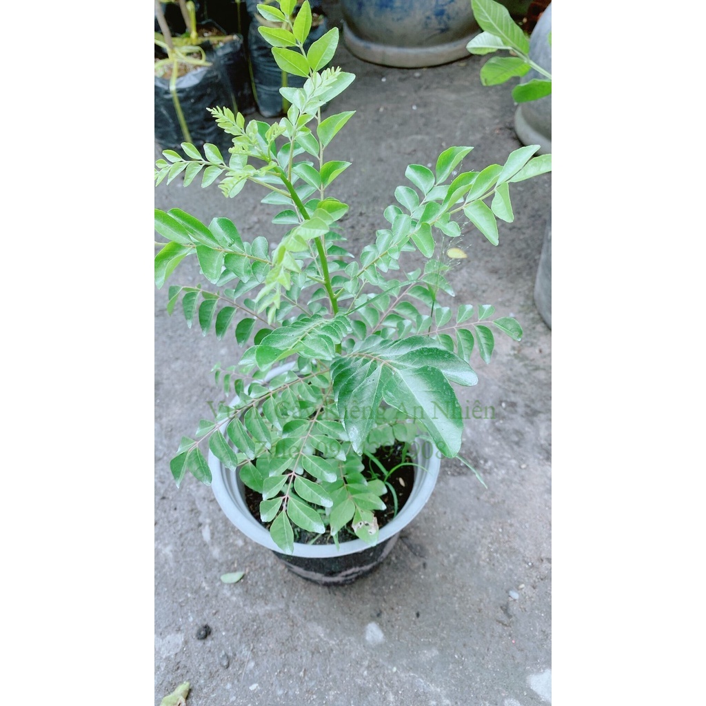 Cây Cari Hàng Khoẻ Đẹp