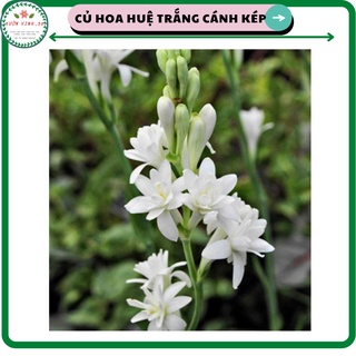 Củ hoa huệ ta màu trắng, cánh kép rất thơm