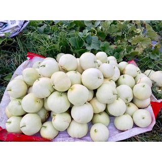 [Seeds] Hạt giống Dưa Lê Siêu Ngọt