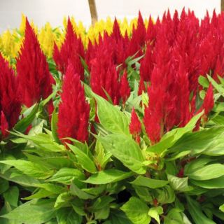HẠT GIỐNG HOA MÀO GÀ LỬA ( CELOSIA PLUMOSA )