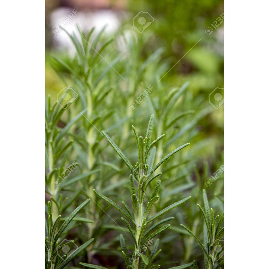 HẠT GIỐNG HƯƠNG THẢO - HẠT CÓ MÙI THƠM ĐẶC TRƯNG PHÂN BIỆT VỚI HÀNG GIẢ GÓI 20 HẠT