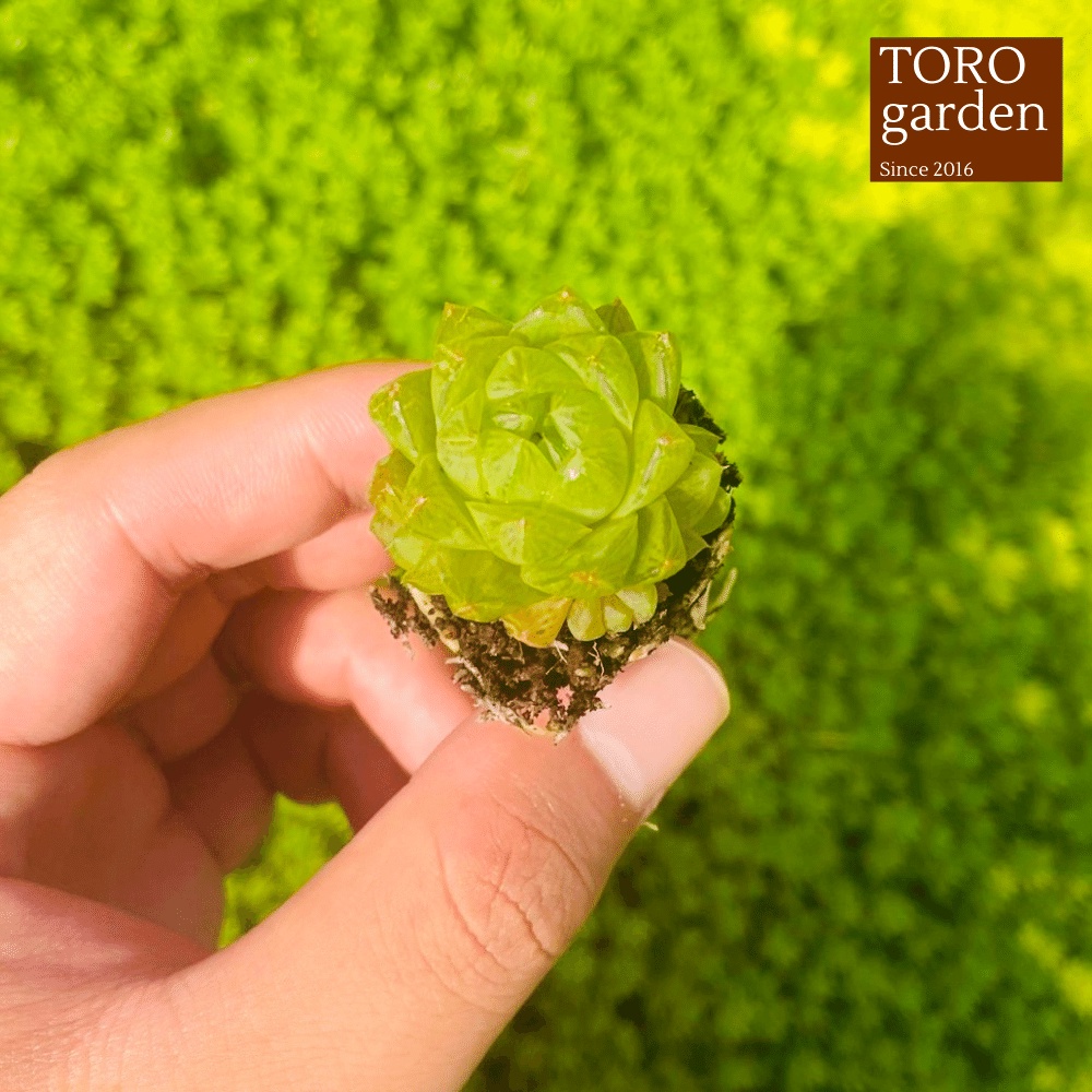 Sen đá ngọc lá bé Đà Lạt size mini cây cảnh trang trí nhà cửa Toro garden