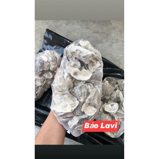 VỎ HÀU ION , vật liệu lọc giúp ổn định PH của hồ cá