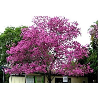 CÂY PHONG LINH TÍM GIỐNG( CHUỒNG VÀNG NÚI)