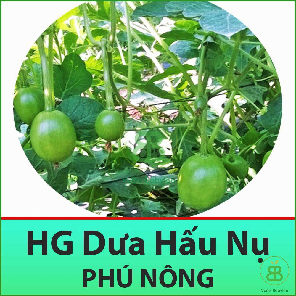 Hạt Giống Dưa Hấu Nụ Mini Ăn Non 3Gr