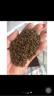 1 kg Hạt Muồng Sạch