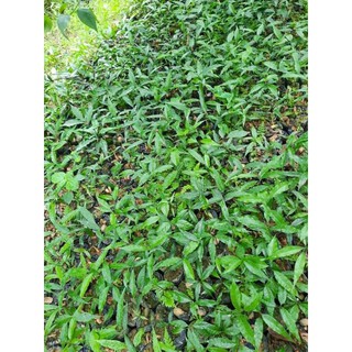 combo 5 Cây giống rau ngót rừng (rau sắng )