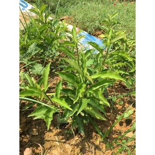 Cây giống nhài nhật