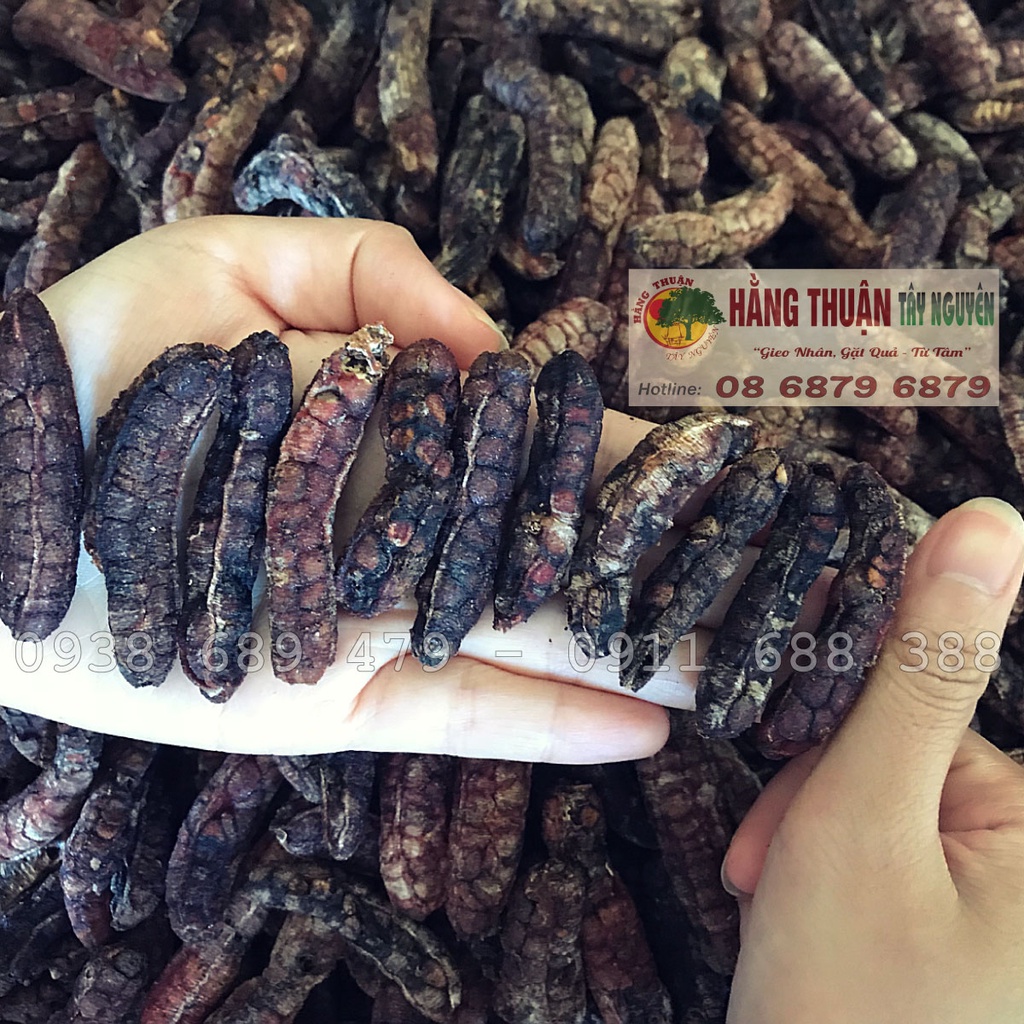 Chuối Hột Rừng Tây Nguyên