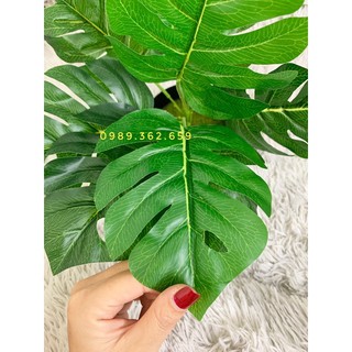 Cây giả - Cây lá rùa Decor 30-40cm