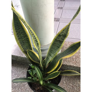 Cây lưỡi hổ