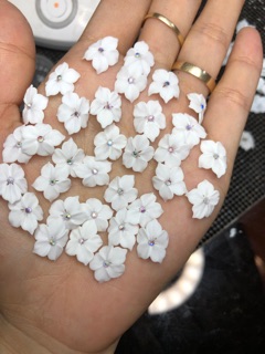 hoa cánh nhọn