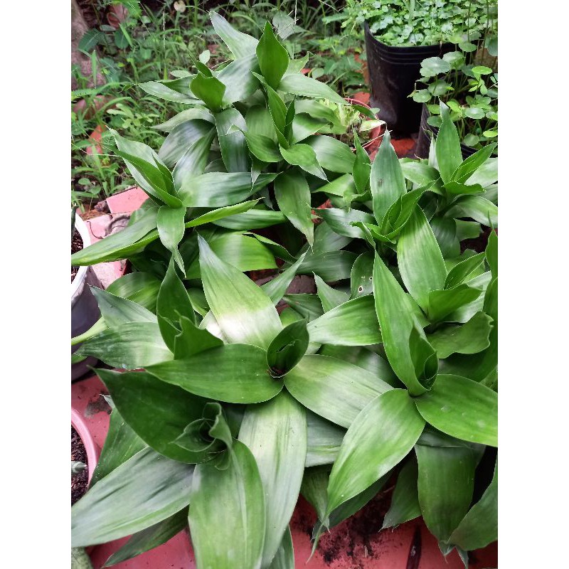 🍀🍃 Chậu phát tài búp sen 🍀🍃