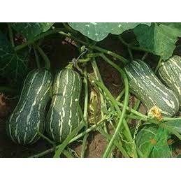 Hạt giống bí đỏ hạt đậu(tặng kèm phân)
