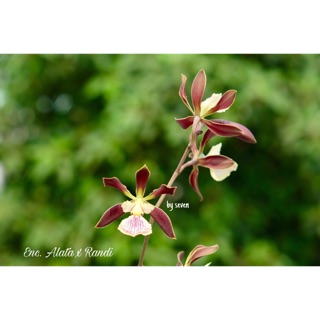 Hoa lan củ tỏi màu lạ lưỡi gân thơm phức