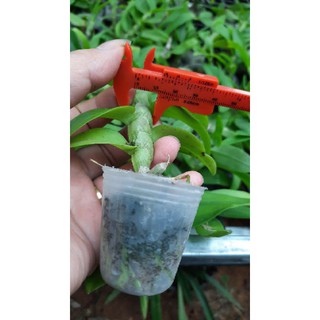 Hoa phong lan phi điệp lá mít gieo hạt