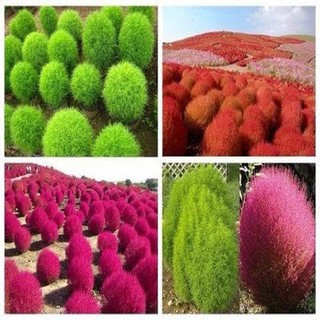 Hạt giống cỏ đổi màu xanh _10 hạt