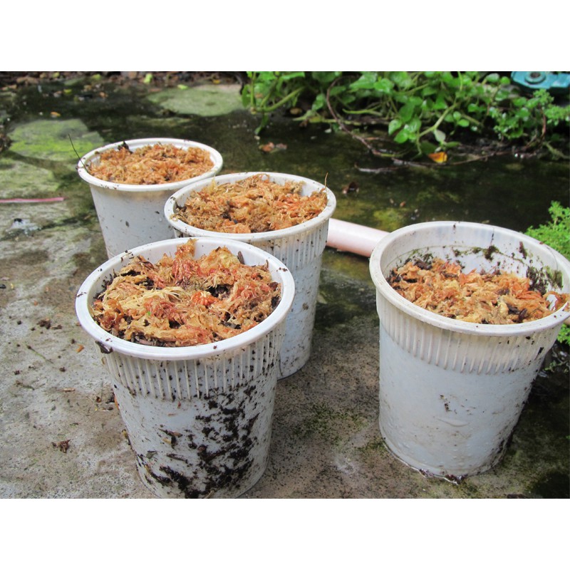 HẠT GIỐNG BẪY KẸP - 10 Hạt/ gói