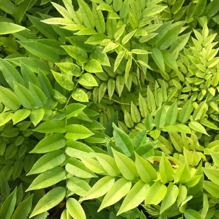 50 cây sưa đỏ cao 40cm