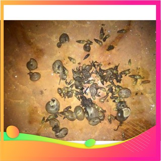 [Hàng chuẩn zin] Bả diệt ốc sên hại cây Mỹ Garden safe