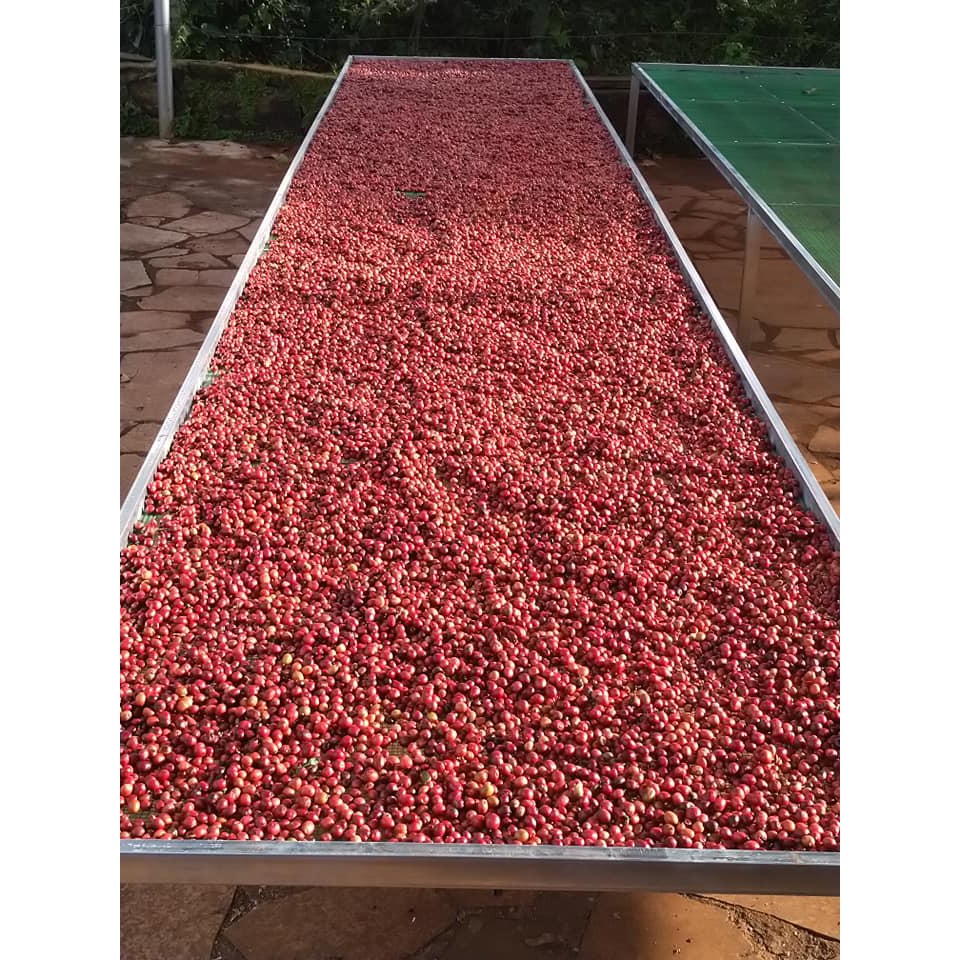 Cà Phê Phin Giấy  Arabica & Robusta Rang Mộc - Nguyên Chất Gu Việt –  hộp 96g (6gói x16g) | BigBuy360 - bigbuy360.vn