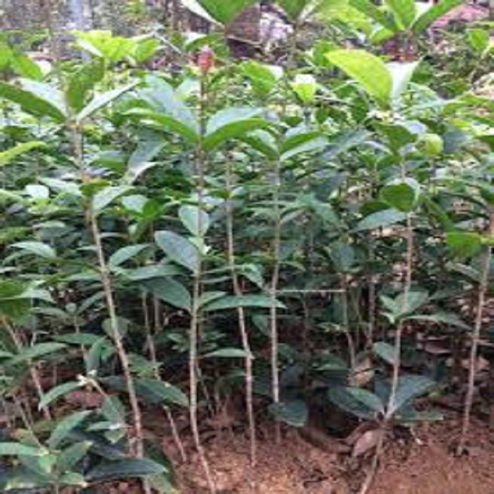 Cây hoa mộc hương ta hoa vàng cao trên 1,5m